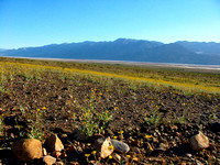 Death Valley, March 2005